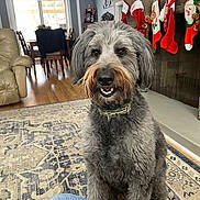 Max joined the competition — help win amazing prizes! dog, gray_dog, living_room, rug, fireplace, christmas_stockings, holiday_decorations, furniture, chair, wood_floor, window, curtains, collar, pet, indoor, smiling_dog, canine, person, jeans, decor