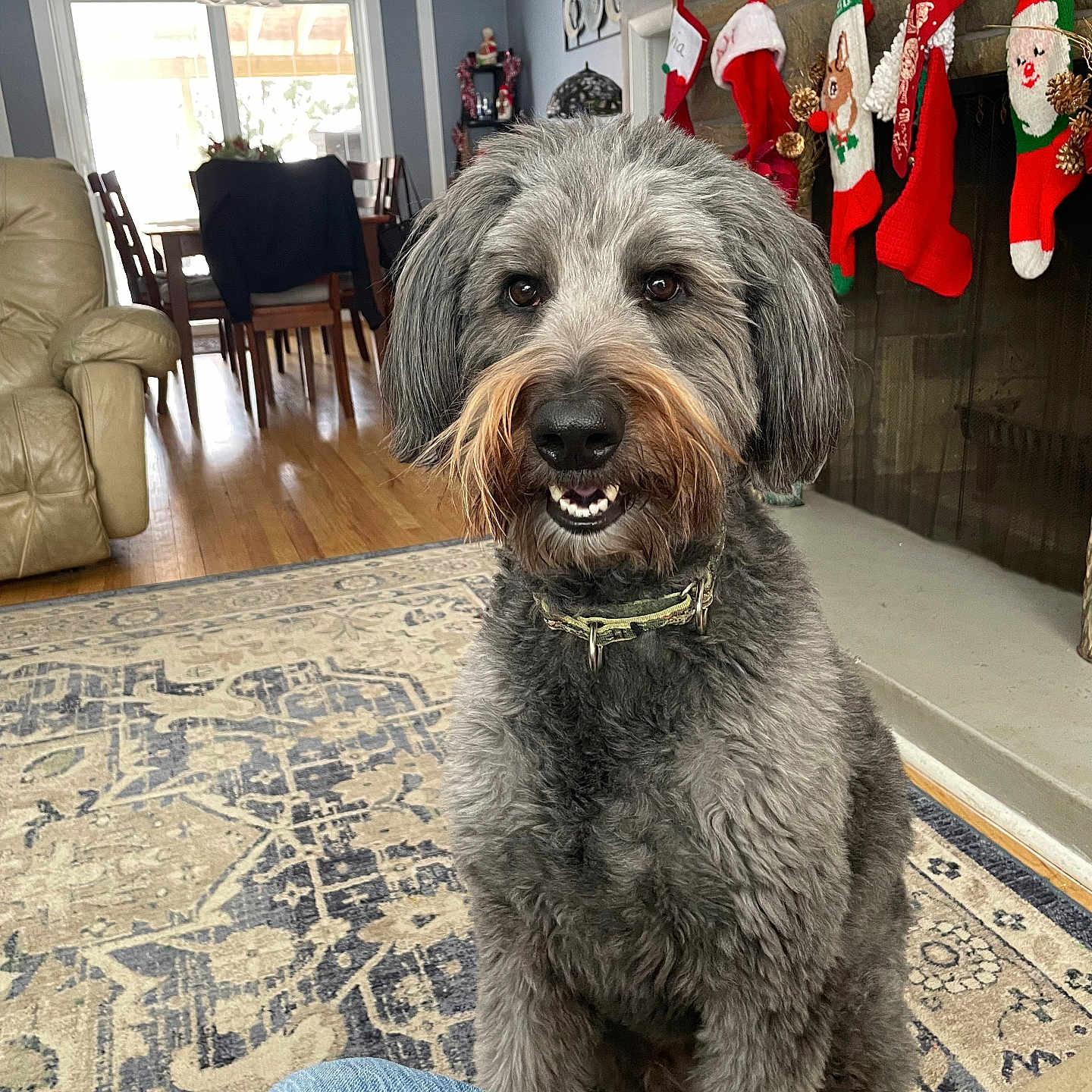 Max joined the competition — help win amazing prizes! canine, chair, christmas_stockings, collar, curtains, decor, dog, fireplace, furniture, gray_dog, holiday_decorations, indoor, jeans, living_room, person, pet, rug, smiling_dog, window, wood_floor