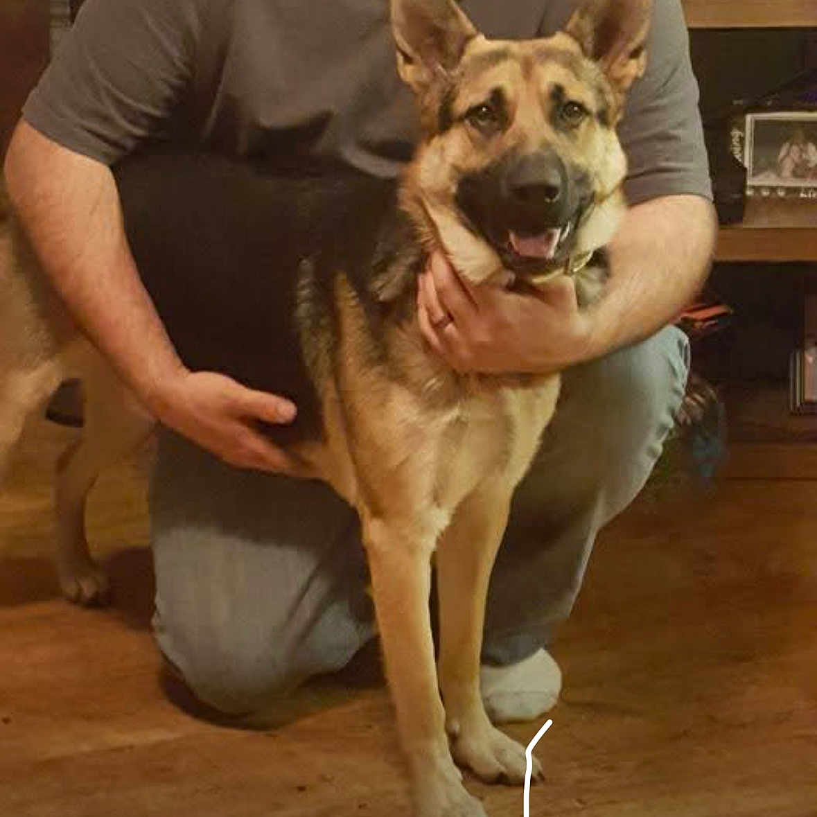 Jake is registered to the contest to win money with this photo: canine, casual_clothing, dog, domestic_animal, ears_up, furniture, german_shepherd, hand, happy, home, indoor, kneeling, legs, person, pet, photograph, shelf, sitting, smiling, wooden_floor