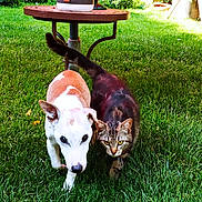 Chipie a rejoint le concours — aidez-le/la à gagner de superbes lots ! dog, cat, grass, outdoor, animal, pet, table, greenery, nature, mammal, friendship, walking, companion, fur, ears, tail, garden, sunlight, curious, cute