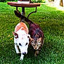 dog, cat, grass, outdoor, animal, pet, table, greenery, nature, mammal, friendship, walking, companion, fur, ears, tail, garden, sunlight, curious, cute