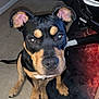 Mocha is registered to the contest to win money with this photo: puppy, dog, black, brown, ears, carpet, indoor, pet, cute, animal, chair, floor, looking_up, sitting, nose, paw, furniture, young_dog, domestic, companion