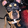 Mocha is registered to the contest to win money with this photo: dog, puppy, black_and_tan, ears, carpet, indoor, pet, animal, sitting, attentive, floor, cute, nose, eyes, paw, chair, foot, furniture, closeup, domestic_animal