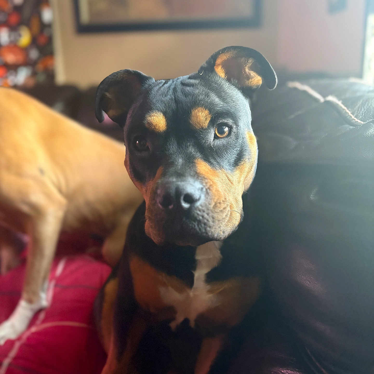 Mocha joined the competition — help win amazing prizes! animal, black_and_tan, canine, companion, couch, cozy, dog, ears, eyes, fur, home, indoor, light, nose, pet, portrait, relaxed, shadow, sitting, two_dogs