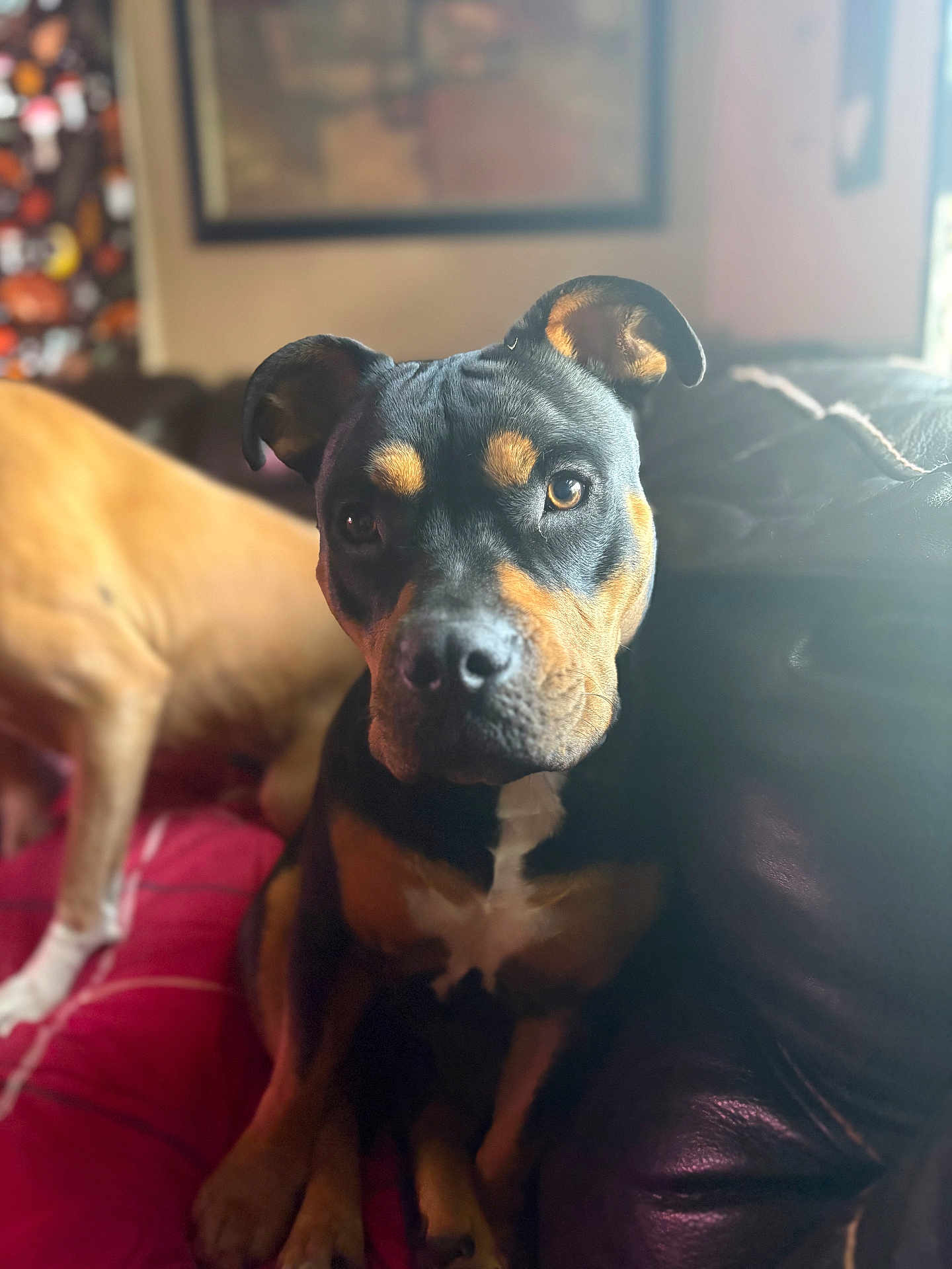Mocha