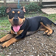 Mocha is registered to the contest to win money with this photo: dog, canine, outdoor, grass, gravel, happy, tongue_out, pet, animal, smiling, black_and_tan, ears, tail, paws, nature, deck, plants, summer, sunlight, resting