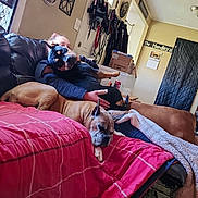 Mocha joined the competition — help win amazing prizes! black_dog, blanket, brown_dog, calendar, carpet, couch, cozy, dog, door, furniture, home, indoor, leash, light, person, relaxing, resting, sleeping, wall_decor, window