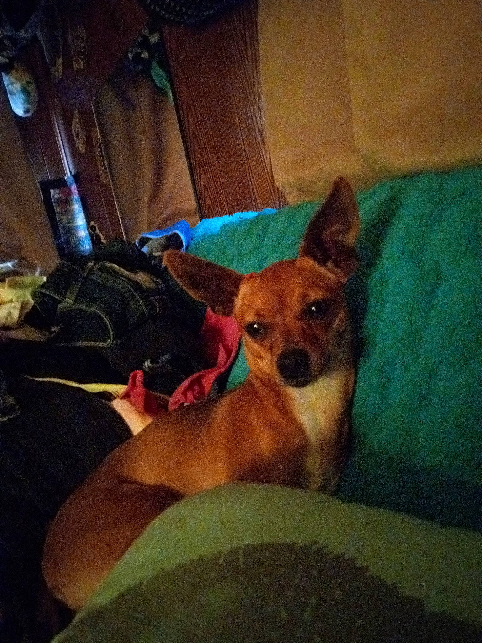 Pretty-girl is registered to the contest to win money with this photo: canidae, carnivore, chair, chihuahua, cloud, comfort, companion_dog, couch, dog, dog_breed, dog_supply, fawn, fur, linens, nap, paw, snout, sporting_group, toy_dog, whiskers