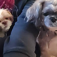 Gizmo is registered to the contest to win money with this photo: animal, black_clothing, braided_hair, brown_hair, casual, companion, cute, dog, face, friendship, furry, glasses, home, indoor, looking_at_camera, person, pet, portrait, selfie, small_dog