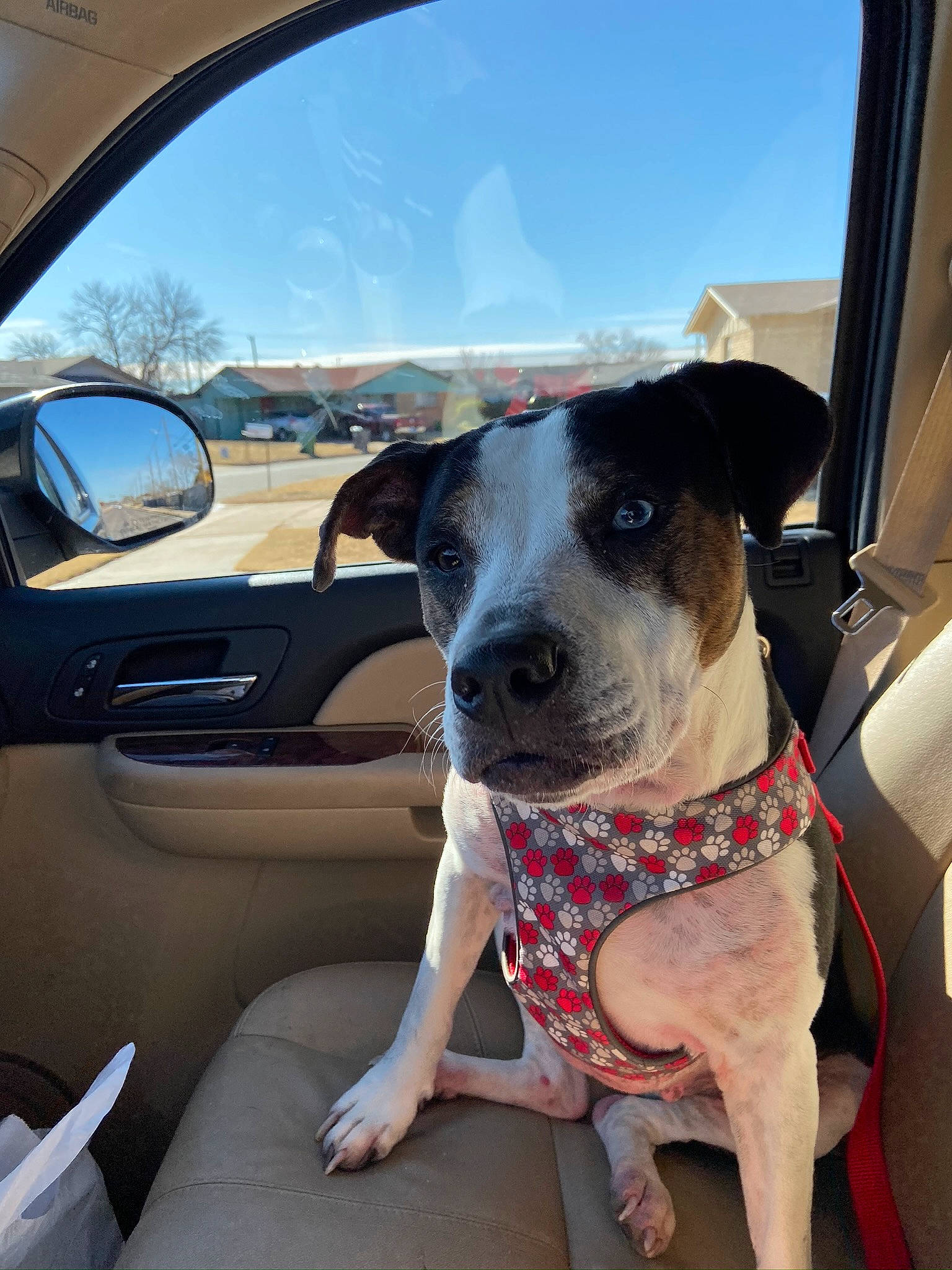 Mia joined the competition — help win amazing prizes! automotive_exterior, automotive_mirror, car, carnivore, collar, companion_dog, dog, dog_breed, dog_collar, fawn, mirror, personal_luxury_car, rear_view_mirror, sky, snout, steering_wheel, vehicle, vehicle_door, window, working_animal
