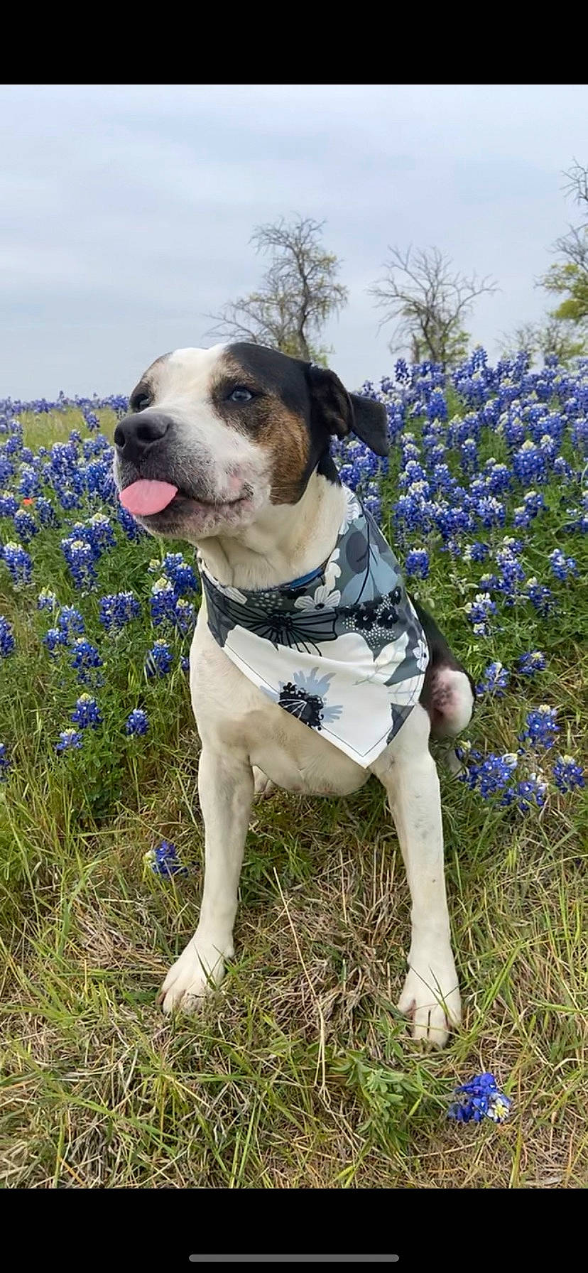 Mia is registered to the contest to win money with this photo: carnivore, cloud, collar, companion_dog, dog, dog_breed, dog_clothes, dog_collar, dog_supply, electric_blue, fawn, flower, grass, herbaceous_plant, leash, plant, sky, sporting_group, tree, working_animal