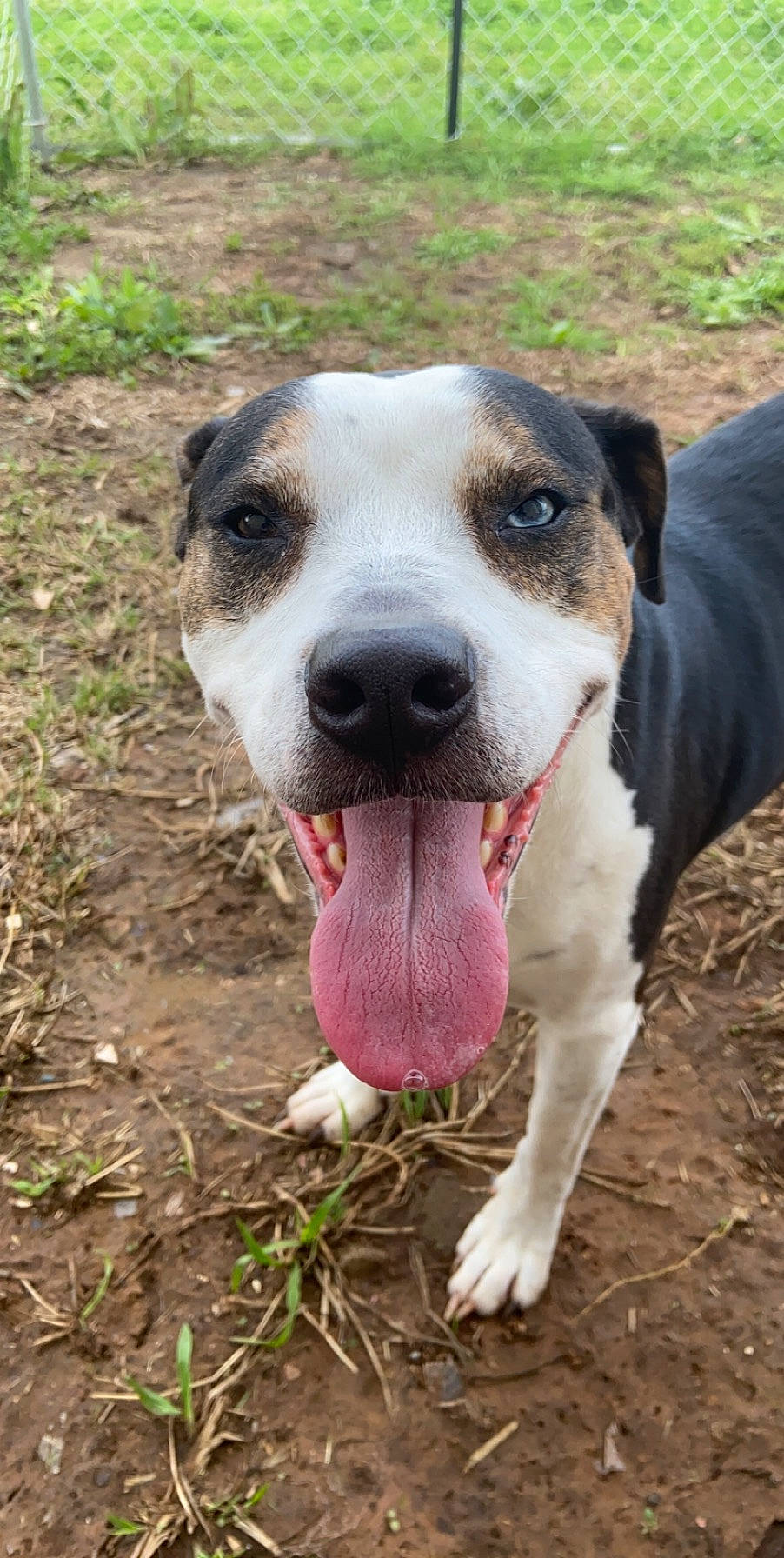 Mia joined the competition — help win amazing prizes! canidae, carnivore, collar, companion_dog, dog, dog_breed, fawn, grass, hunting_dog, paw, plant, snout, soil, street_dog, terrestrial_animal, whiskers, working_animal, working_dog