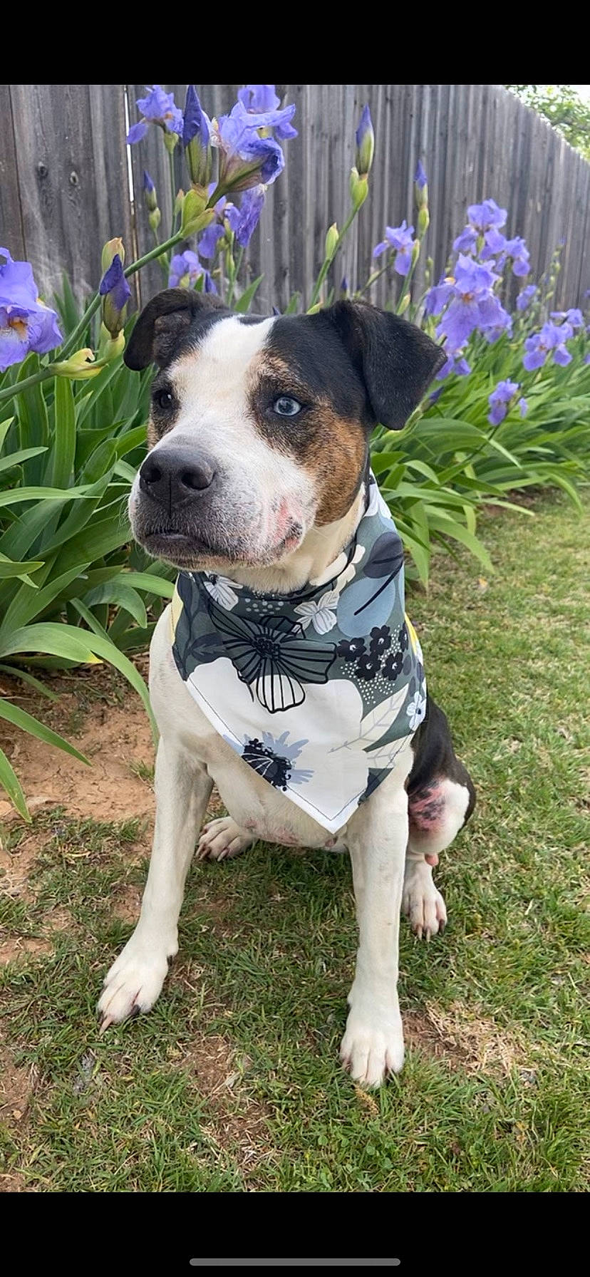 Mia joined the competition — help win amazing prizes! blue, canidae, carnivore, collar, companion_dog, dog, dog_breed, dog_clothes, dog_collar, dog_supply, fawn, flower, grass, leash, pet_supply, plant, snout, sporting_group, whiskers, working_animal