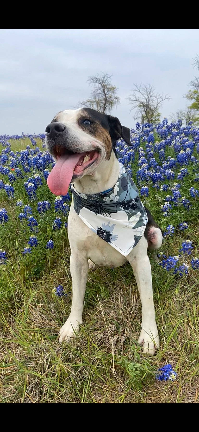Mia joined the competition — help win amazing prizes! blue, carnivore, cloud, collar, companion_dog, dog, dog_breed, dog_collar, electric_blue, fawn, flower, flowering_plant, grass, happy, herbaceous_plant, leash, plant, sky, sporting_group, wildflower