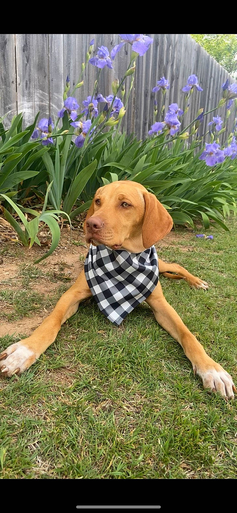 Milo joined the competition — help win amazing prizes! annual_plant, carnivore, companion_dog, dog, dog_breed, dog_supply, fawn, flower, flowering_plant, garden, gardening, grass, grass_family, groundcover, pattern, pet_supply, petal, plant, shrub, sporting_group