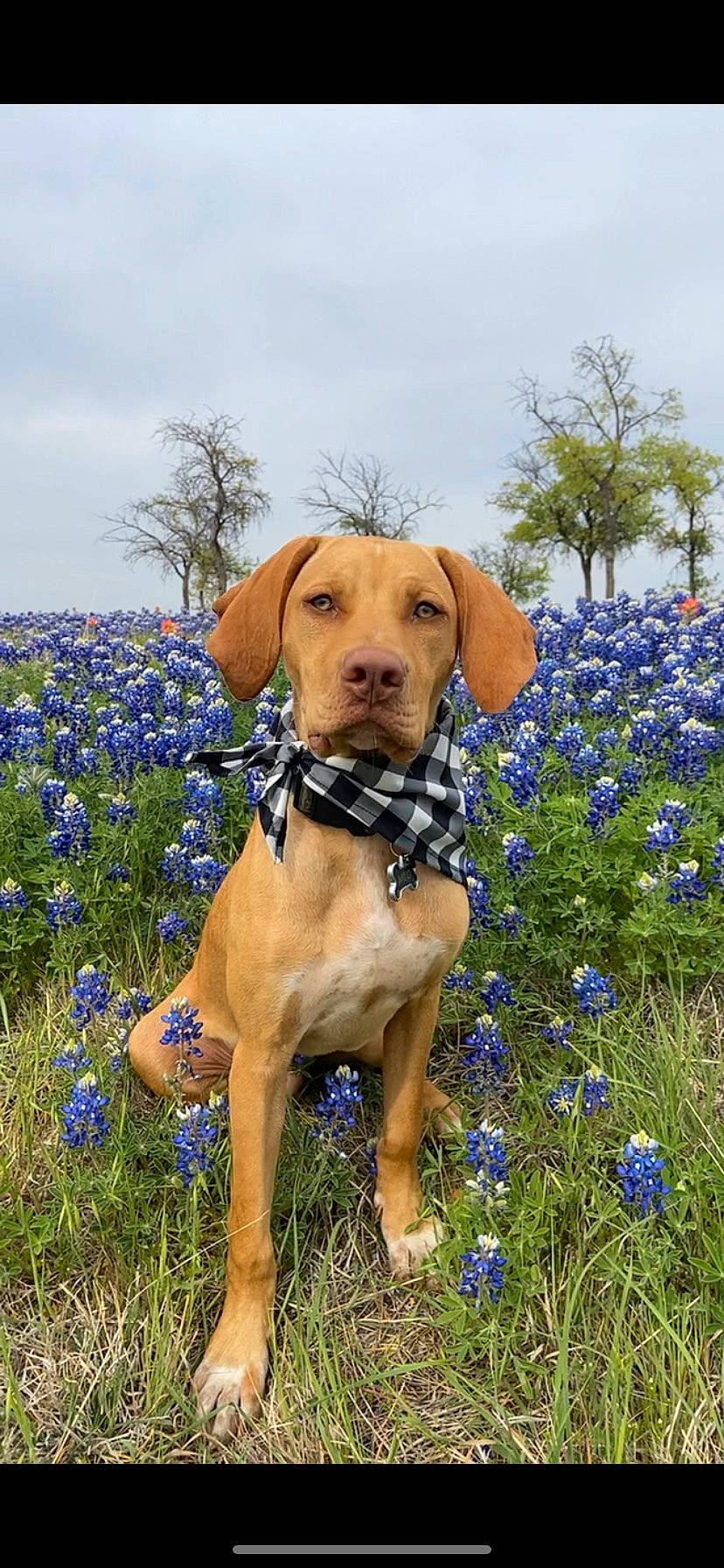 Milo joined the competition — help win amazing prizes! carnivore, cloud, collar, companion_dog, dog, dog_breed, dog_collar, fawn, flower, flowering_plant, grass, grass_family, grassland, groundcover, meadow, plant, prairie, sky, tree, working_animal