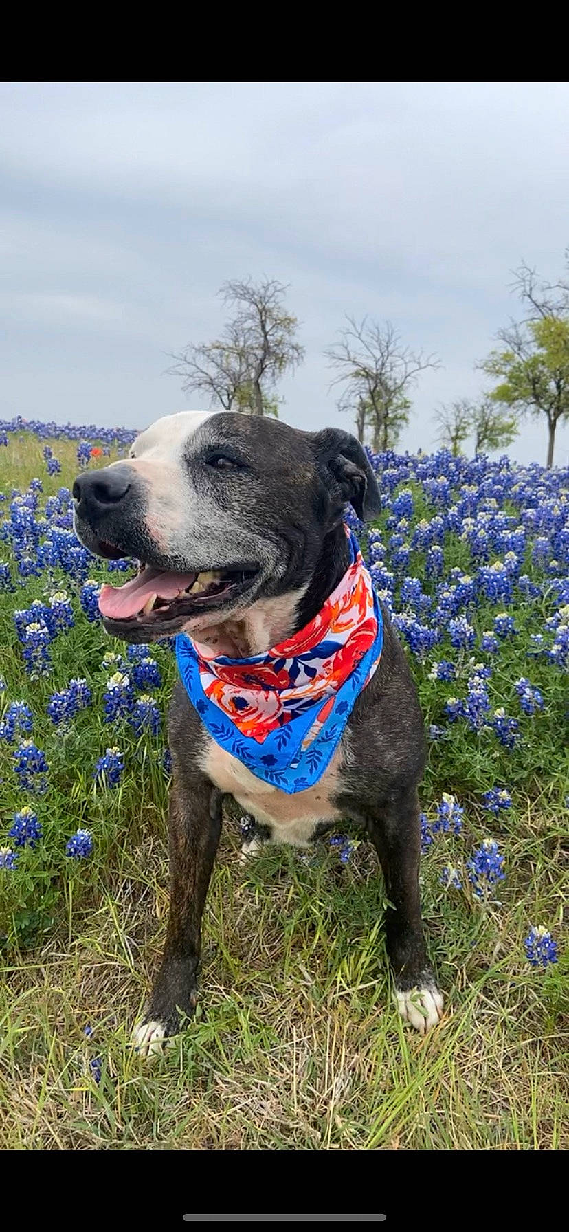 Marley joined the competition — help win amazing prizes! carnivore, cloud, collar, companion_dog, dog, dog_breed, dog_collar, dog_supply, electric_blue, fawn, flower, flowering_plant, grass, groundcover, herbaceous_plant, meadow, plant, sky, tree, working_animal