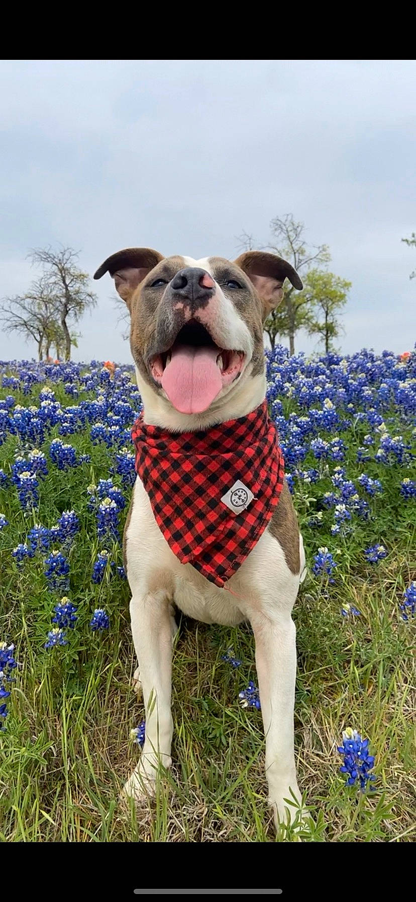 Maggie joined the competition — help win amazing prizes! carnivore, cloud, collar, companion_dog, dog, dog_breed, dog_clothes, dog_collar, dog_supply, fawn, flower, grass, grassland, meadow, plant, sky, snout, sporting_group, tree, working_animal