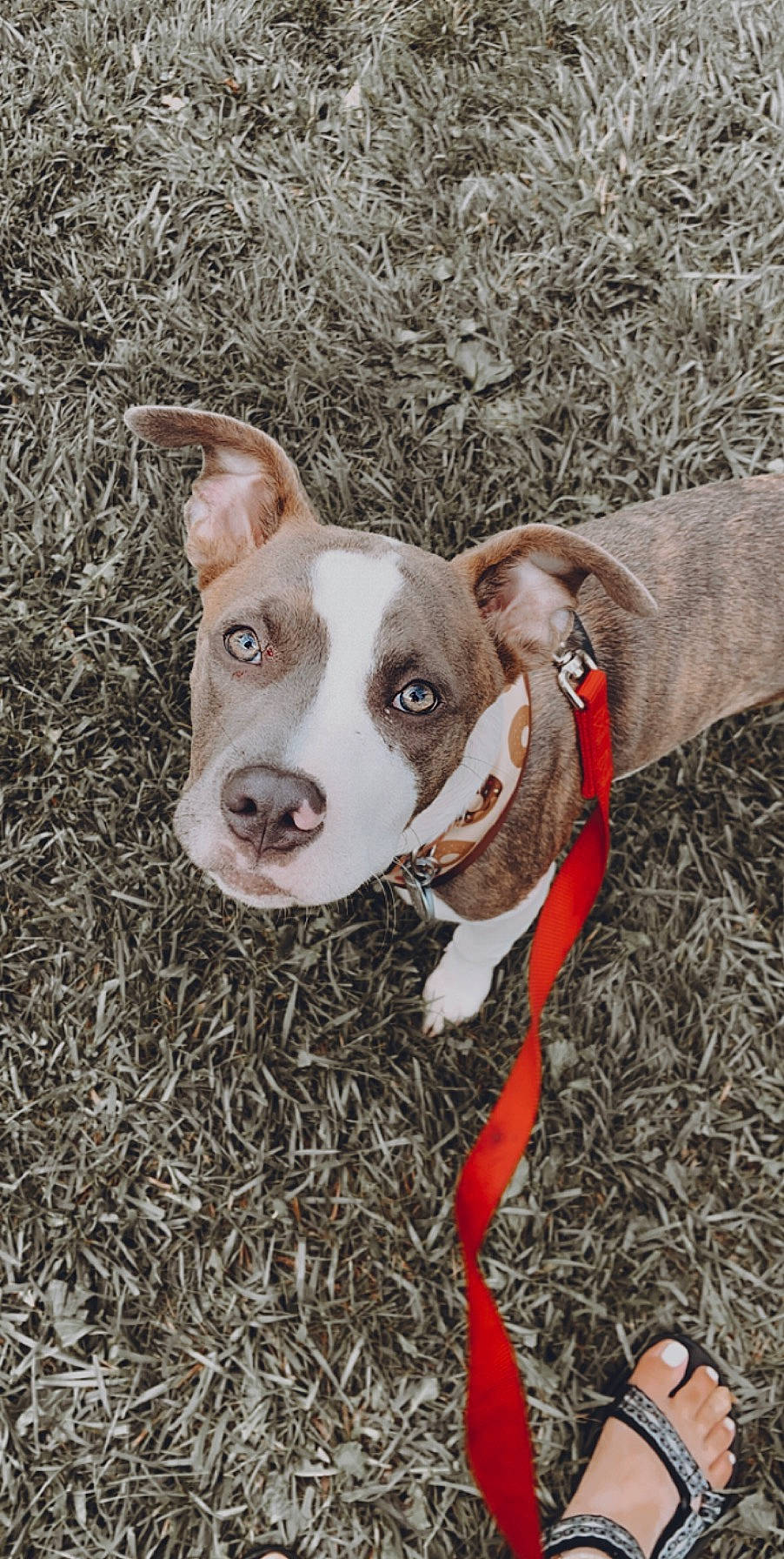 Maggie joined the competition — help win amazing prizes! carnivore, collar, companion_dog, dog, dog_breed, dog_collar, fawn, fur, grass, guard_dog, hunting_dog, non_sporting_group, pit_bull, puppy, snout, sporting_group, whiskers, working_animal, working_dog