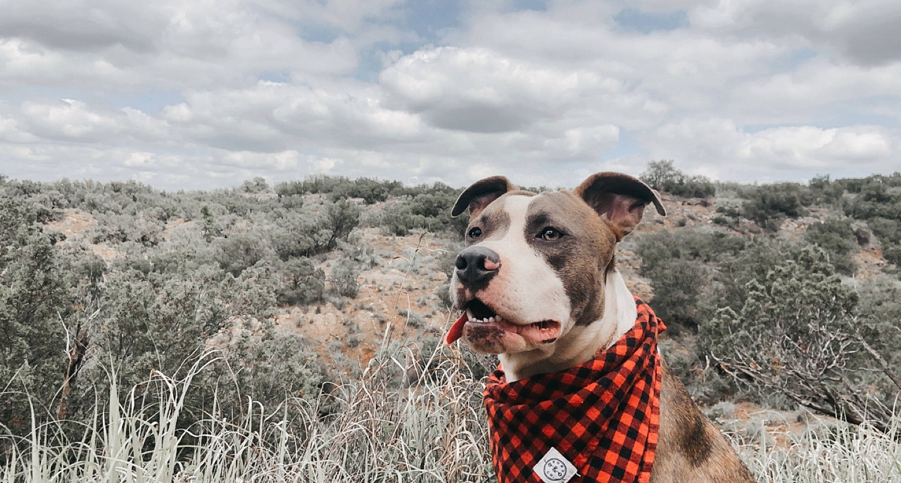 Maggie is registered to the contest to win money with this photo: canidae, carnivore, cloud, collar, companion_dog, dog, dog_breed, dog_collar, fawn, grass, grassland, landscape, plant, prairie, sky, snout, sporting_group, terrestrial_animal, tree, working_animal