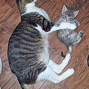 Grace joined the competition — help win amazing prizes! cat, kitten, tabby_cat, floor, wooden_floor, animal, pet, feline, cute, small, large, domestic_cat, indoor, resting, playful, paw, tail, footwear, human_presence, cozy