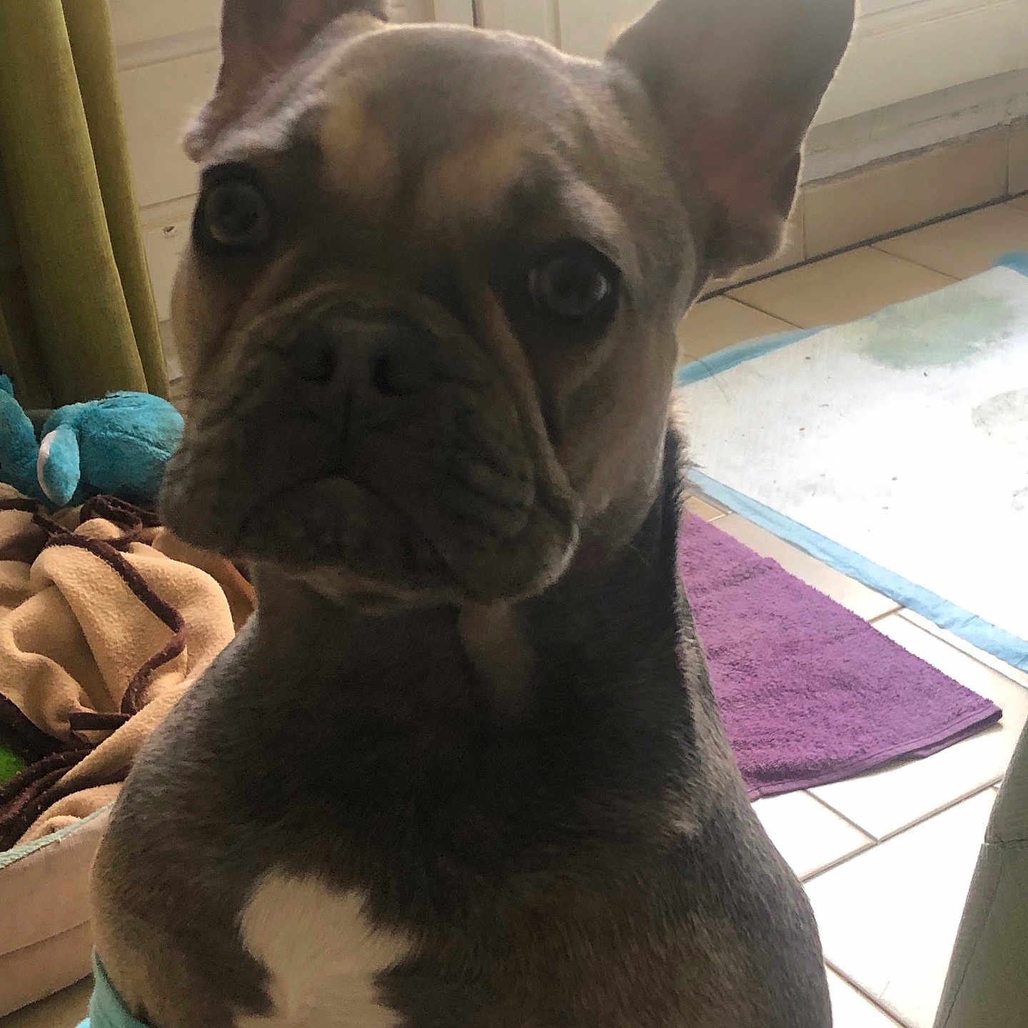Skye participe au concours pour gagner de l'argent avec cette photo : animal, bostonbull, boxer, bulldog, canine, cat, cushion, dog, door, frenchbulldog, homedecor, hound, indoors, interiordesign, person, pet, pitbull, puppy, sleeping, snout