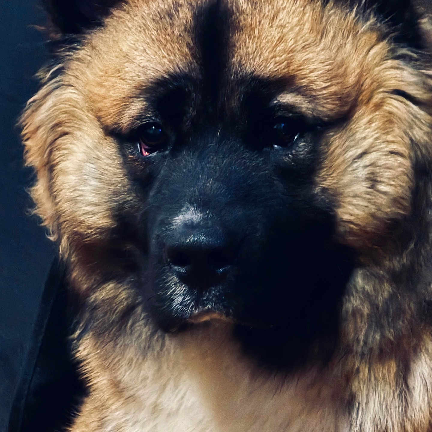 Brownie joined the competition — help win amazing prizes! animal, canine, dog, germanshepherd, pet, policedog, puppy, snout