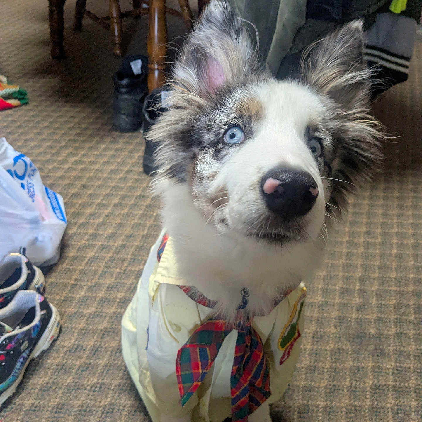 Ozzy Pawsbourn is registered to the contest to win money with this photo: accessories, animal, bag, canine, clothing, collie, couch, dog, eskimodog, footwear, furniture, handbag, husky, person, pet, puppy, runningshoe, shoe, sneaker, wood