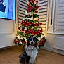 dog, christmas_tree, ornaments, lights, living_room, floor, window, television, person_on_tv, holiday, decorations, red, white, green, fur, pet, indoor, smiling, sitting, home