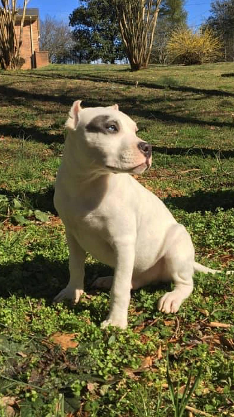 Chopper Blaze joined the competition — help win amazing prizes! american_bulldog, american_pit_bull_terrier, american_staffordshire_terrier, bull_and_terrier, bully_kutta, canidae, carnivore, cordoba_fighting_dog, dog, dog_breed, dogo_argentino, dogo_guatemalteco, english_white_terrier, fawn, mammal, non_sporting_group, old_english_terrier, pit_bull, staffordshire_bull_terrier, vertebrate