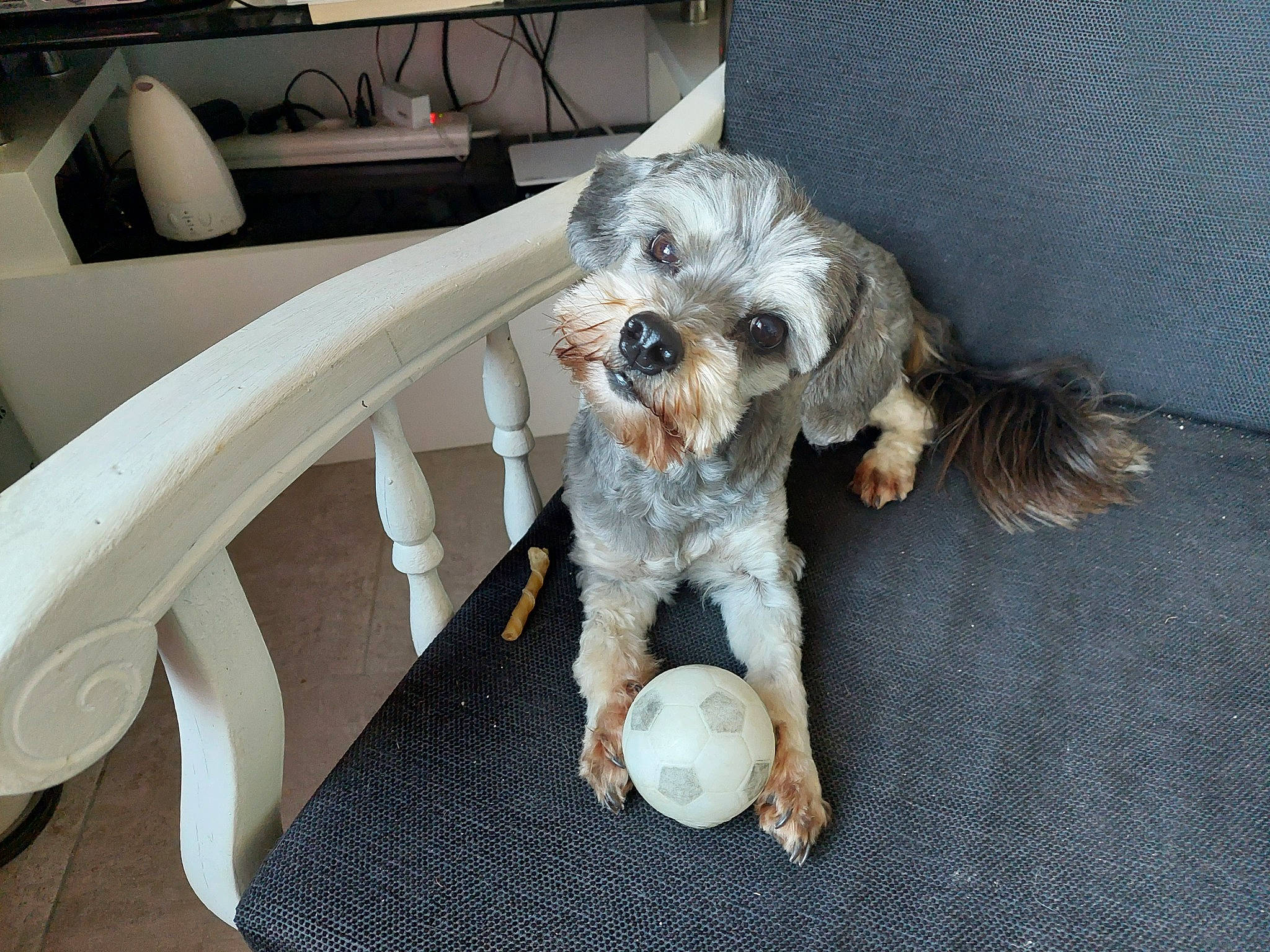 Daisy a rejoint le concours — aidez-le/la à gagner de superbes lots ! canidae, carnivore, chair, companion_dog, couch, dog, dog_breed, dog_clothes, dog_supply, fur, outdoor_furniture, poodle_crossbreed, schnauzer, small_terrier, snout, sporting_group, terrier, toy_dog, working_animal, yorkipoo