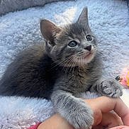 Lila joined the competition — help win amazing prizes! animal, blanket, bond, cat, close_up, cozy, cute, furry, gray_fur, human_hand, indoor, kitten, paw, pet, playful, resting, sleepy, soft, whiskers, young