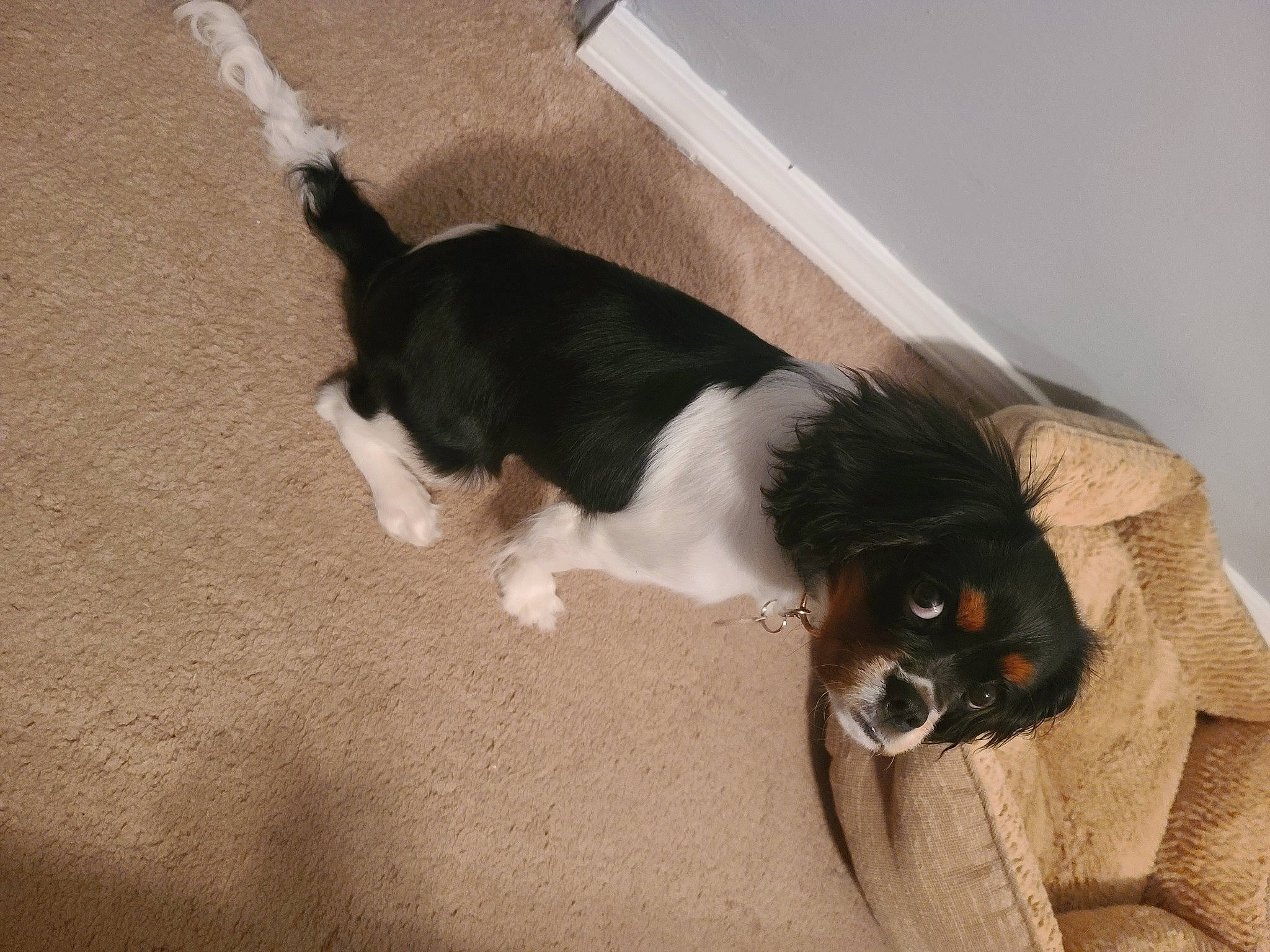 Eleanor Rose is registered to the contest to win money with this photo: bernese_mountain_dog, carnivore, companion_dog, dog, dog_breed, felidae, floor, flooring, foot, fur, herding_dog, road_surface, shadow, small_to_medium_sized_cats, sporting_group, tail, terrestrial_animal, toy_dog, working_animal, working_dog