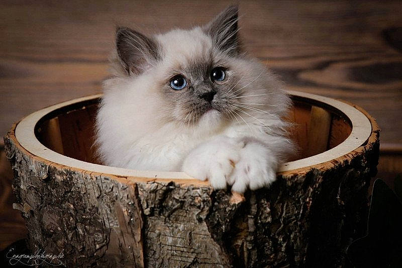 Twist a rejoint le concours — aidez-le/la à gagner de superbes lots ! birman, box, carnivore, cat, fawn, felidae, fur, sitting, small_to_medium_sized_cats, snout, terrestrial_animal, whiskers, wood