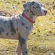 Smoke joined the competition — help win amazing prizes! dog, outdoor, grass, collar, animal, pet, standing, speckled, sunlight, nature, canine, side_view, ears, fur, muzzle, alert, daytime, ground, spot, domestic_animal