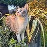 animal, cat, ears, feline, fence, flowers, foliage, fur, garden, greenery, leaves, nature, outdoor, pet, plants, portrait, potted_plants, sitting, sunlight, whiskers