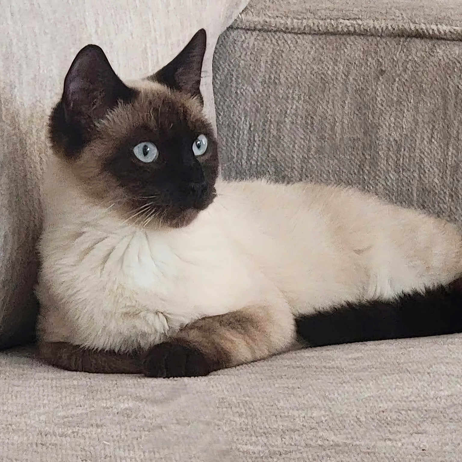 Ghost is registered to the contest to win money with this photo: animal, cat, kitten, pet, siamese