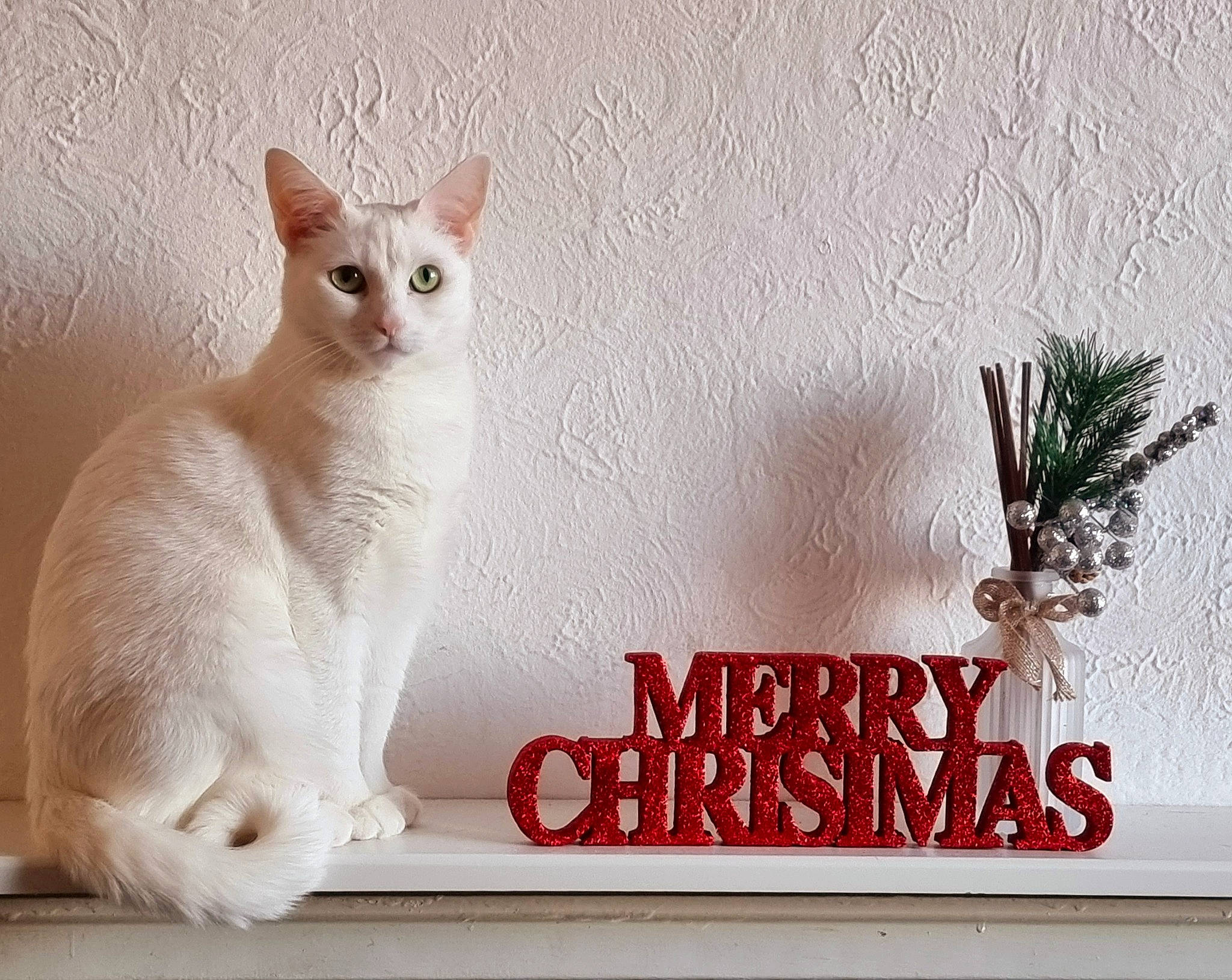 Luna is registered to the contest to win money with this photo: carnivore, cat, comfort, fawn, felidae, flowerpot, font, fur, paw, photo_caption, picture_frame, plant, rectangle, small_to_medium_sized_cats, snout, tail, terrestrial_animal, twig, whiskers, window