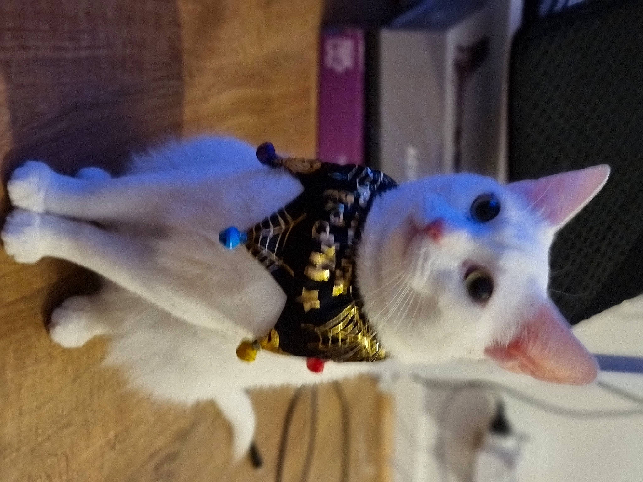 Luna is registered to the contest to win money with this photo: carnivore, cat, collar, domestic_short_haired_cat, fang, felidae, flooring, fur, hardwood, small_to_medium_sized_cats, snout, tail, whiskers