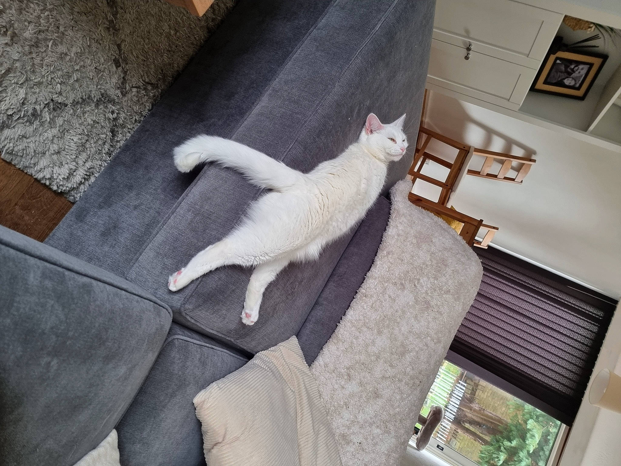 Luna joined the competition — help win amazing prizes! art, cat, chair, claw, comfort, couch, craft, felidae, floor, flooring, fur, hardwood, linens, picture_frame, room, small_to_medium_sized_cats, tail, visual_arts, wood, wool