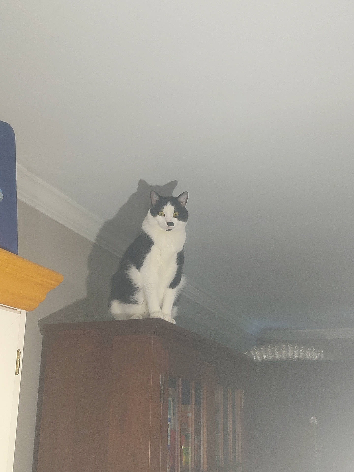 Oscar