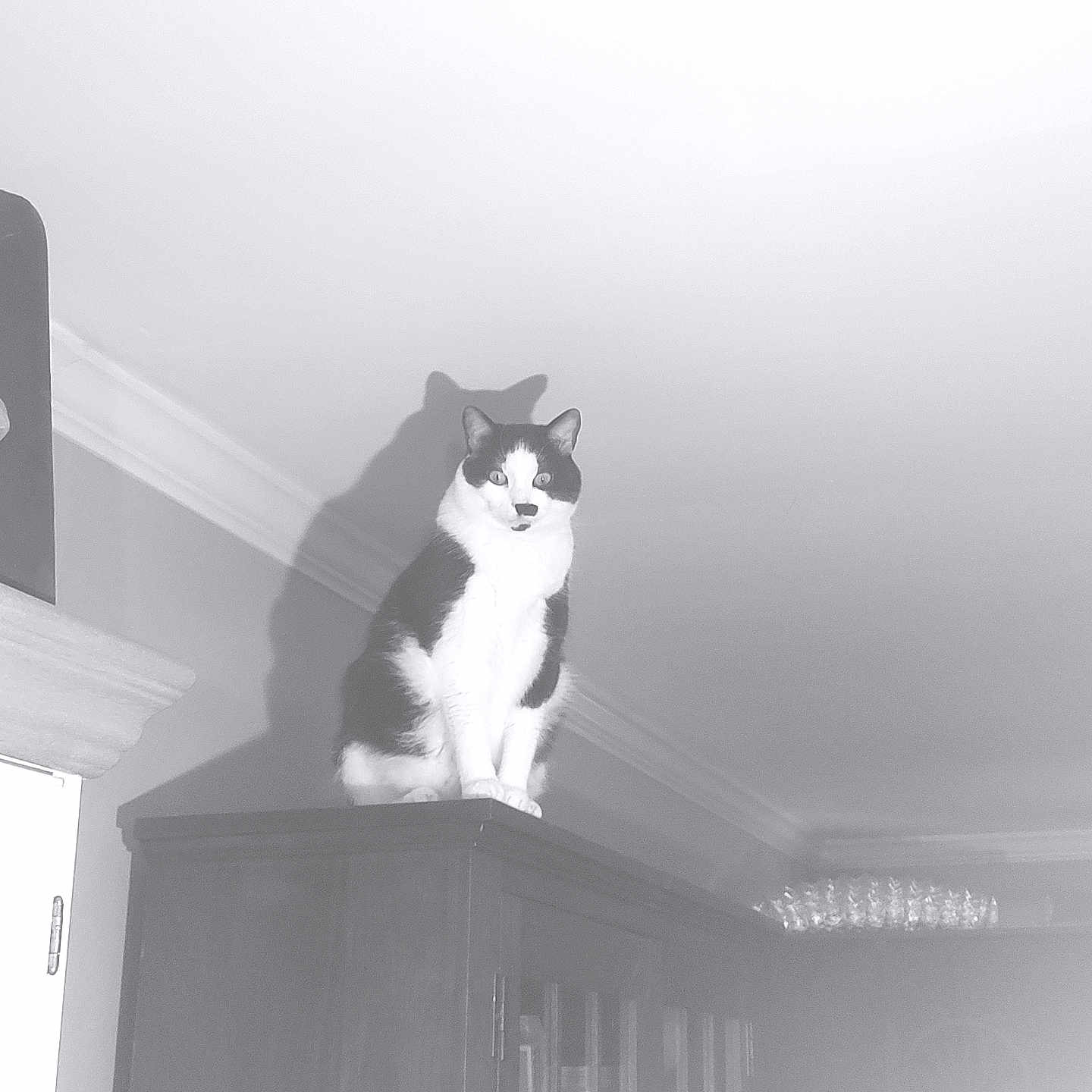 Oscar