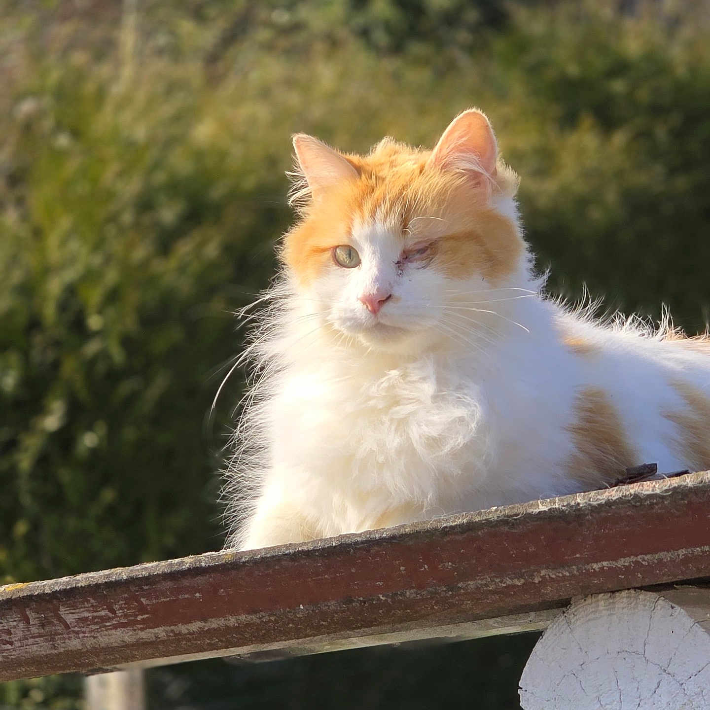 Pantoufles a rejoint le concours — aidez-le/la à gagner de superbes lots ! animal, cat, closeup, ears, feline, fluffy, fur, green_background, majestic, nature, one_eye_closed, orange, outdoor, pet, portrait, resting, sunlight, whiskers, white, wooden_beam