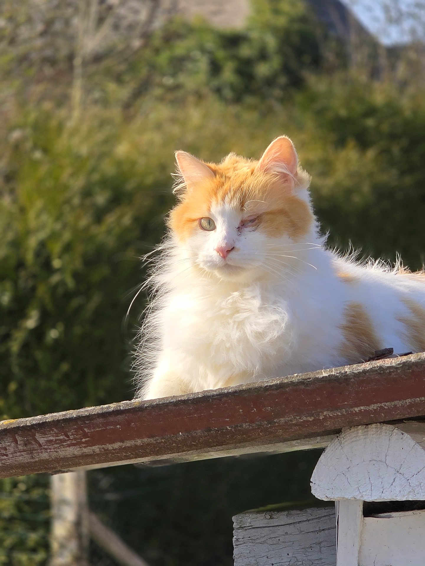 Pantoufles a rejoint le concours — aidez-le/la à gagner de superbes lots ! cat, orange, white, fluffy, one_eye_closed, wooden_beam, outdoor, sunlight, green_background, animal, pet, feline, nature, closeup, portrait, resting, majestic, fur, whiskers, ears