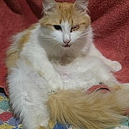 Pantoufles a rejoint le concours — aidez-le/la à gagner de superbes lots ! cat, orange_and_white, fluffy, one_eye_closed, relaxed, sitting, crocheted_blanket, colorful_blanket, red_towel, indoor, pet, feline, tail, fur, whiskers, cute, animal, resting, close_up, domestic_animal