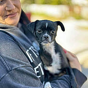 Bambi participe au concours pour gagner de l'argent avec cette photo : person, dog, black_dog, white_markings, pet, outdoor, blurred_background, casual_clothing, holding, affection, portrait, close_up, animal, human_animal_bond, daylight, happy, companion, cute, small_dog, candid
