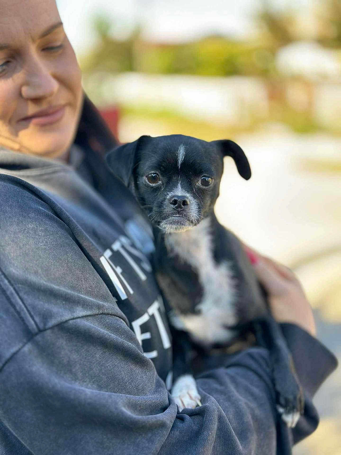 Bambi participe au concours pour gagner de l'argent avec cette photo : person, dog, black_dog, white_markings, pet, outdoor, blurred_background, casual_clothing, holding, affection, portrait, close_up, animal, human_animal_bond, daylight, happy, companion, cute, small_dog, candid