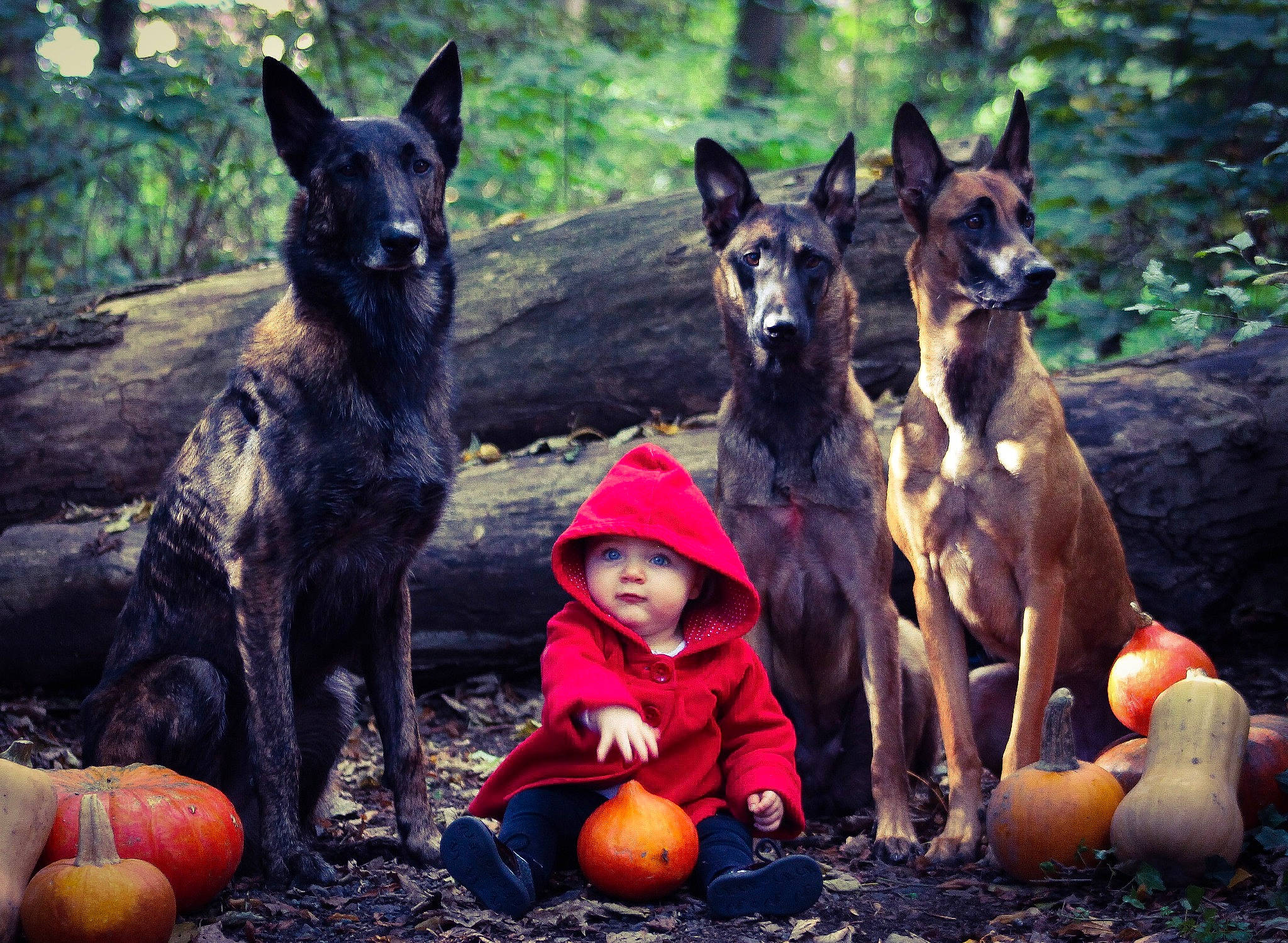 Louve a rejoint le concours — aidez-le/la à gagner de superbes lots ! calabaza, carnivore, cucurbita, dog, dog_breed, fawn, fun, gourd, headwear, mammal, natural_foods, people_in_nature, person, photograph, pumpkin, recreation, snapshot, squash, tree, vegetable