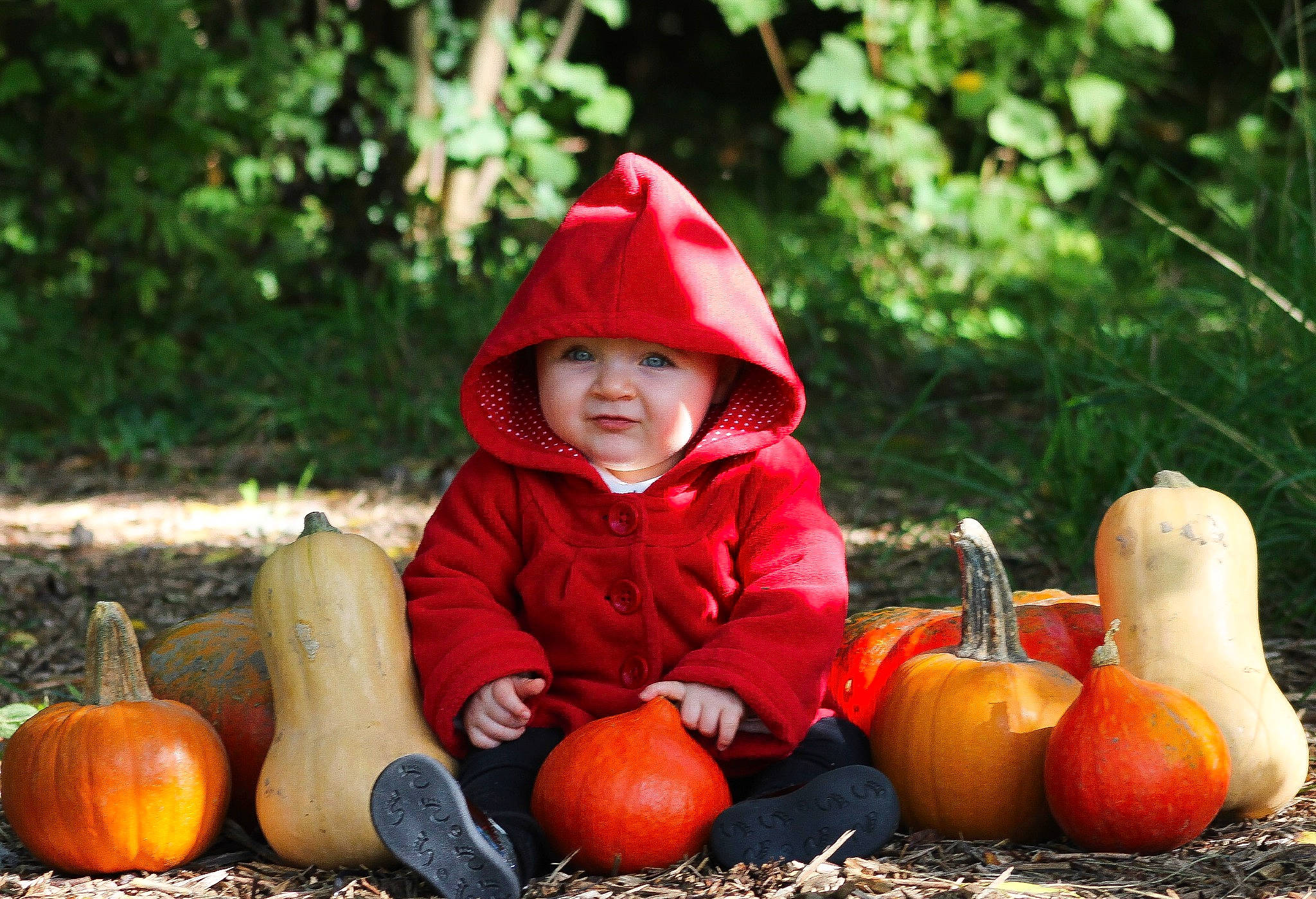 Louve participe au concours pour gagner de l'argent avec cette photo : calabaza, clothing, cucurbita, eye, face, grass, head, headwear, human_body, leaf, mammal, natural_foods, nature, orange, people_in_nature, person, plant, pumpkin, squash, tree
