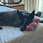 Ember is registered to the contest to win money with this photo: animal, bed, black_and_white, blinds, comfort, cozy, dog, fan, furniture, home, indoor, lying_down, pet, plush_toy, relaxation, resting, sleepy, soft_toy, unicorn_toy, window